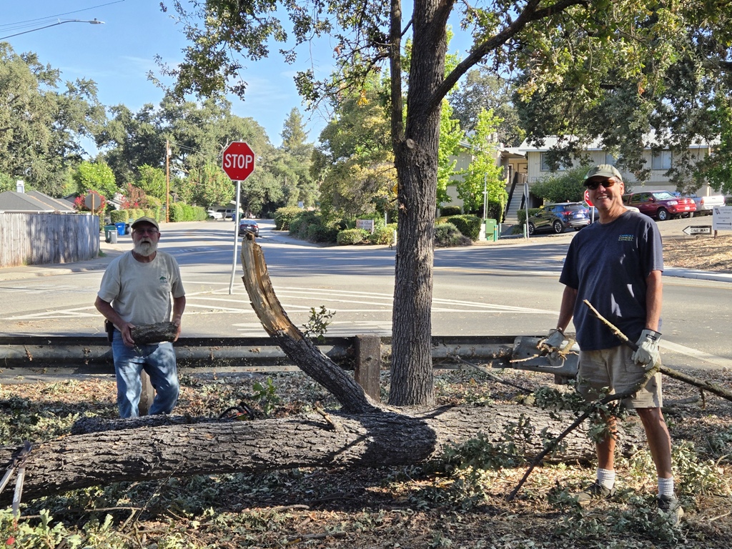 Big branch on the ground for further cutting.